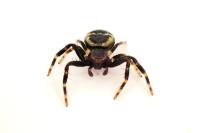 Synema globosum