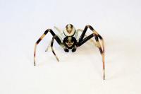 Misumena vatia