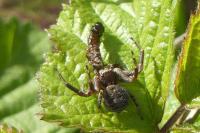 Xysticus