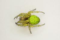 Araniella cucurbitina