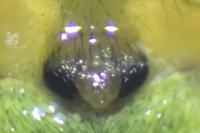 Araniella cucurbitina