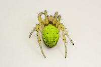 Araniella cucurbitina