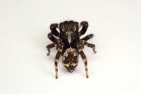 Pseudeuophrys erratica