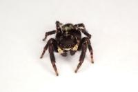 Pseudeuophrys erratica
