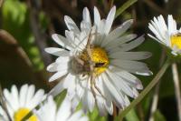 Xysticus