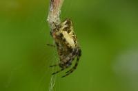Cyclosa conica