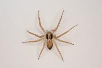 Philodromus dispar