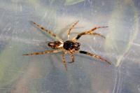 Cyclosa conica