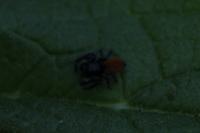 Carrhotus xanthogramma