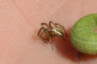 Mangora acalypha