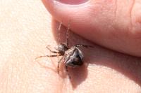 Gibbaranea bituberculata