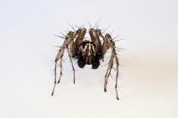 Oxyopes heterophthalmus