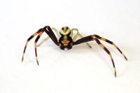 Misumena vatia