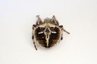 Agalenatea redii