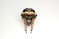 Agalenatea redii