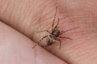 Gibbaranea bituberculata