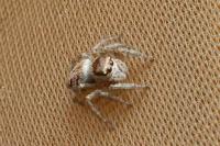 Carrhotus xanthogramma