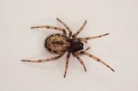 Enoplognatha mandibularis