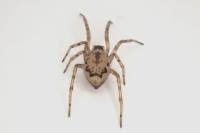 Enoplognatha mandibularis