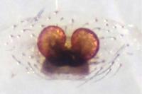 Enoplognatha mandibularis