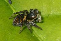 Carrhotus xanthogramma