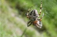 Larinioides cornutus