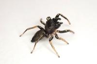 Heliophanus cupreus