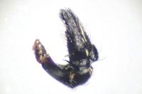 Heliophanus cupreus