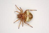 Gibbaranea bituberculata