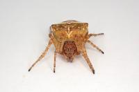 Gibbaranea bituberculata