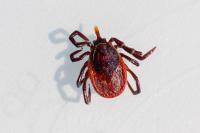 Ixodes ricinus