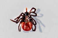 Ixodes ricinus