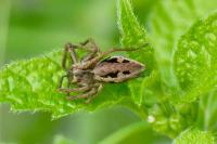 Pisaura mirabilis
