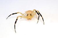 Thomisus onustus