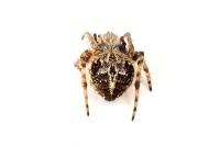 Agalenatea redii