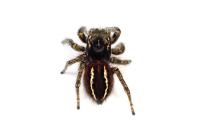 Philaeus chrysops