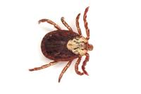 Dermacentor marginatus
