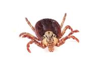 Dermacentor marginatus