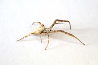 Uloborus walckenaerius