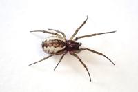 Frontinellina frutetorum