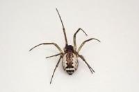 Frontinellina frutetorum