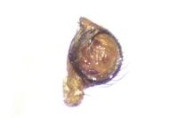 Kochiura aulica