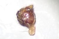 Kochiura aulica