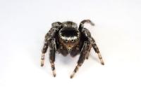 Evarcha laetabunda