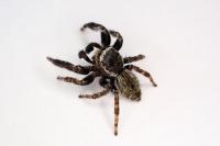 Evarcha laetabunda