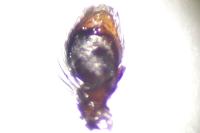 Evarcha laetabunda
