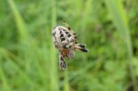 Larinioides cornutus