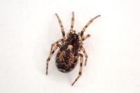 Enoplognatha mandibularis