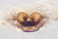 Enoplognatha mandibularis