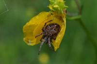 Agalenatea redii